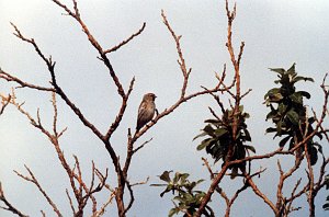 Redpoll, Common BL05P01I16 Alaska vacation 1993 Denali